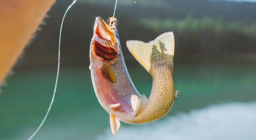 Beyond the Prairie: Your Guide to Trout Fishing in South Dakota