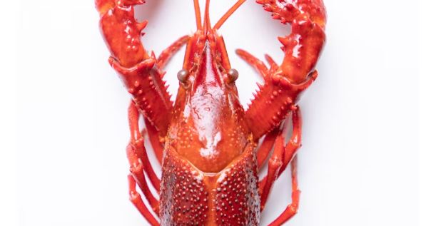 Boston's Lobster Quest: A Guide to the City's 10 Best Lobster Dishes