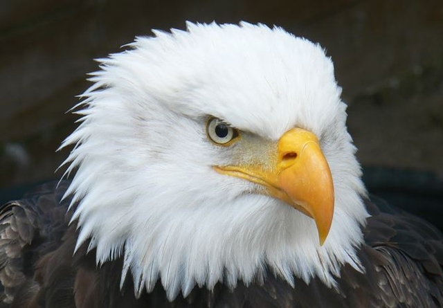 How Many Bald Eagles Live in Maine?