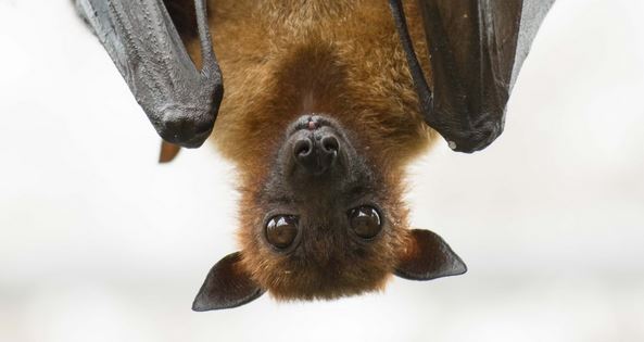 How Many Types of Bats Live in Texas