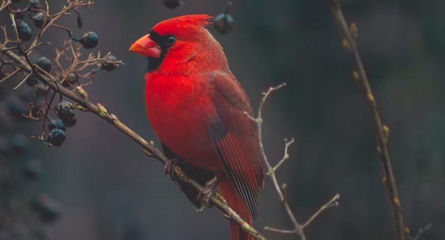What's the State Bird of Indiana?