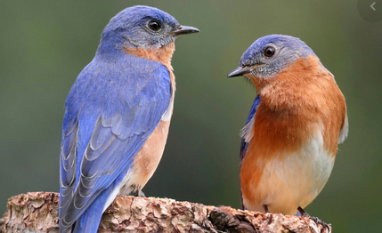 Philadelphia Is a Top Bird Watching City