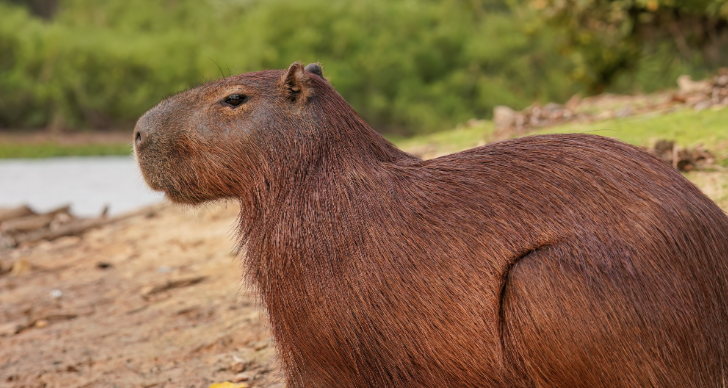 Where to See Capybaras in California: The Ultimate Guide