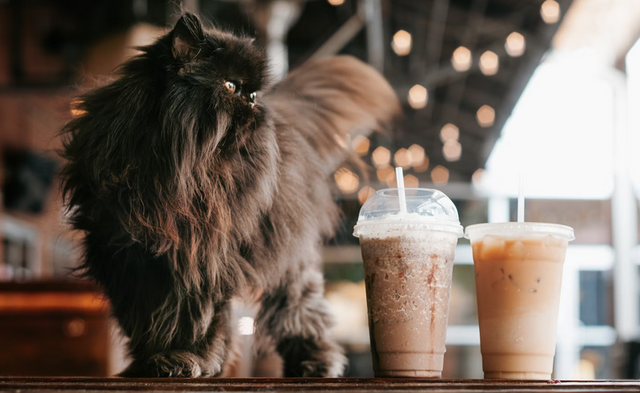 Best Cat Cafes in Pennsylvania