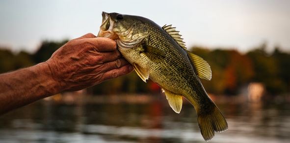 Virginia Offers Some of the Best Fishing Spots in the Country