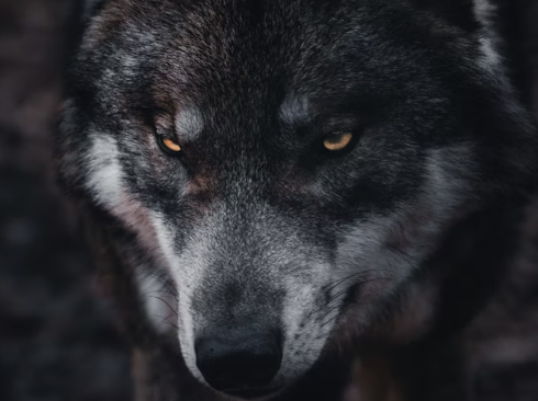 Washington State Wildlife Alert: The Dangerous Pests You Need to Watch Out For Right Now