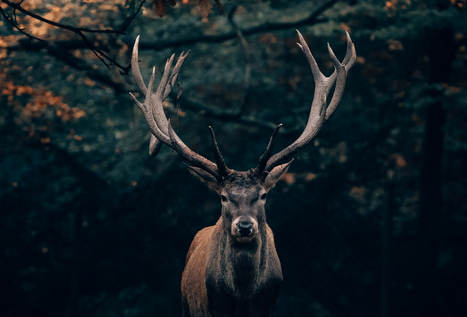 How Many Deer Call Pennsylvania Home? 