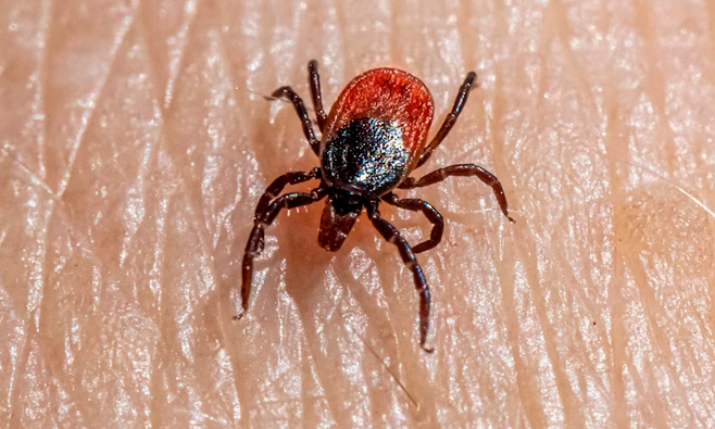 Iowa Wildlife Alert: 5 Dangerous Pests You Need to Watch Out For Right Now