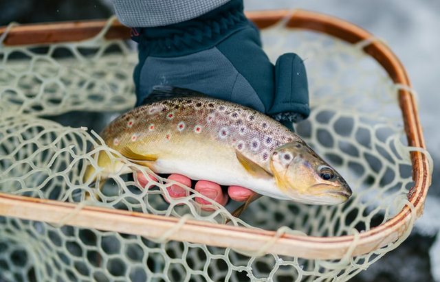 Beyond Bass: Discover the Buckeye State's Trout Fishing Scene
