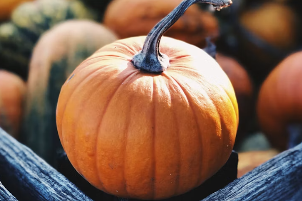 Where to Pick Your Own Pumpkins in Delaware for 2026