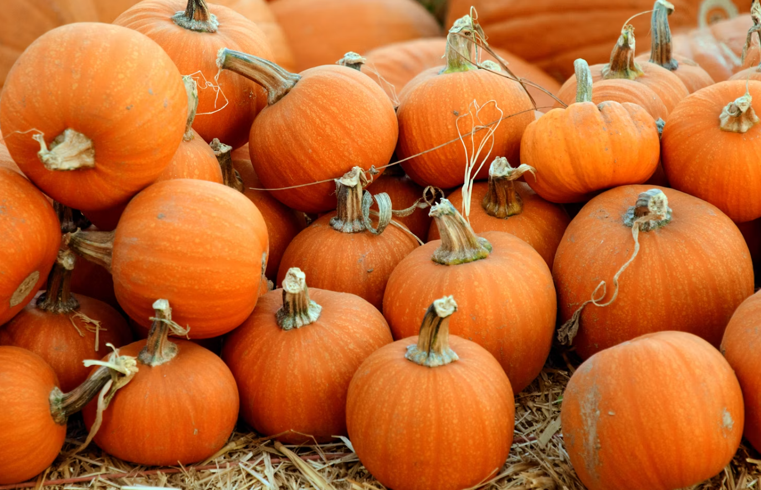 Where to Pick Your Own Pumpkins in New Jersey