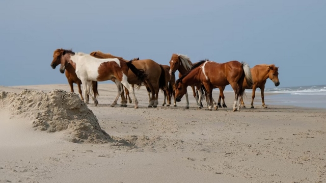 5 Best Beaches Near Richmond, Virginia