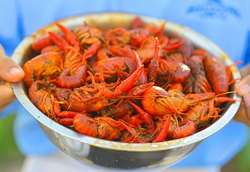 Mcaddo Crawfish GO
